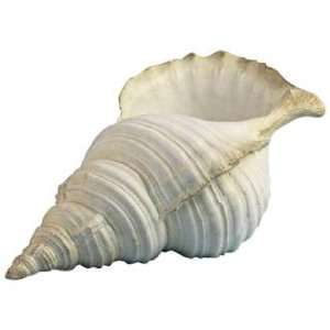  Shell Decorative Object