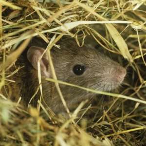 Brown Rat (Rattus Norvegicus) Head Poking Out from Hay Photographic 