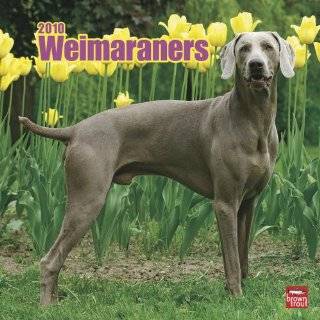 Weimaraners 2010 Square Wall (Multilingual Edition) by BrownTrout 