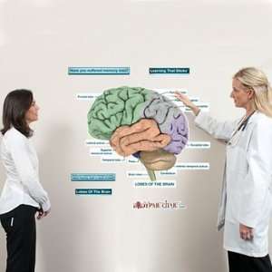 Brain Lobes Labeled Sticky Anatomy Wall Chart  Industrial 