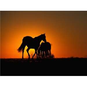  SUNSET HORSES 10564 CROSS STITCH CHART