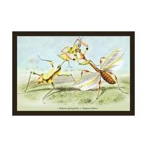  Insects Empusa Gonaylodes and E Lobines 24x36 Giclee