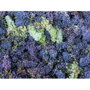 Grapes for Chianti Wine, Chianti, Tuscany, Italy Premium Photographic 