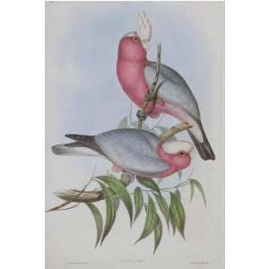  John J Gould   Rosebreasted Cockatoo #4 13 x 19 inch Birds 