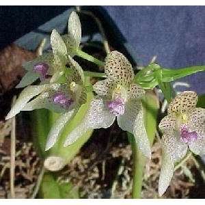 Bulbophyllum guttulatum 14S Grocery & Gourmet Food