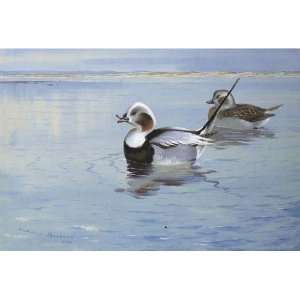   Archibald Thorburn   24 x 16 inches   Longtailed Ducks