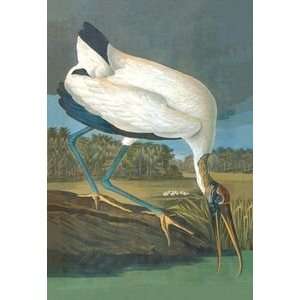 Wood Stork   Paper Poster (18.75 x 28.5) 
