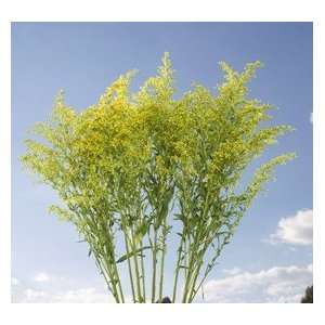 Aster Solidago 24 bunches Beautiful Gorgeous Yellow Flowers