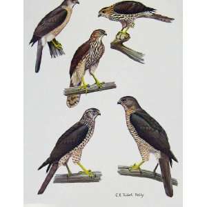  Eagles Hawks & Falcons Hikra Nicobar Levant Sparrow