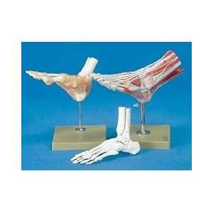   Foot/Ankle Anatomical Models   Full Foot Model