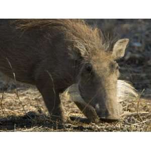  Warthog, Phacochoerus Africanus, on its Knees Eating 