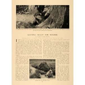   Animals Muskrat Dallas Lore Sharp F Andrus   Original Print Article