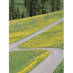 Empty Winding Road and Yellow Wild Flowers, Dolomites, Italy Premium 