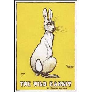  Wild Rabbit Poster Print