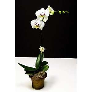 French Fantasia Phalaenopsis in Classic Wood Container  