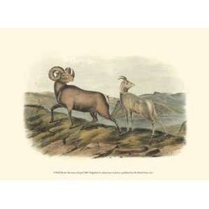  Rocky Mountain Sheep by John Woodhouse Audubon 13x10 