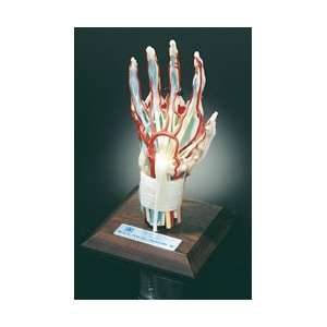  Deluxe Hand and Wrist Model