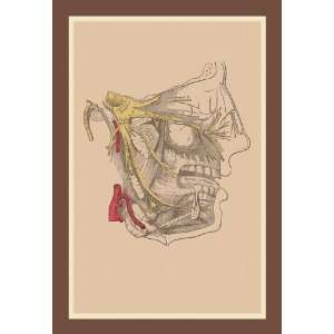  Cranial Nerves 24X36 Giclee Paper