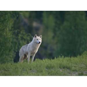  Wolf in the Wilderness of the Northwest Territories 
