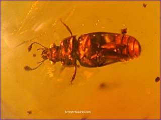 A101 DR9753 An Enormous Weevil in Dominican Amber  