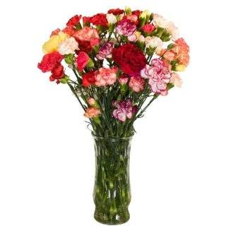  Fresh Flowers & Indoor Plants Fresh Cut Flowers Carnations
