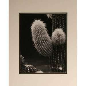  Cactus   Photography   Lud Schomig   20x16