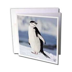   penguin nests   Greeting Cards 12 Greeting Cards with envelopes