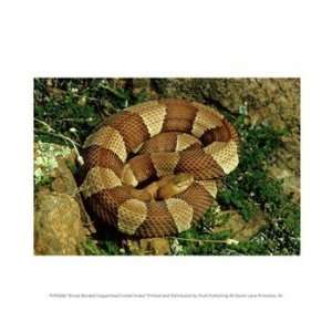  Liebermans PPFPVP0468 Broad Banded Copperhead Coiled Snake 