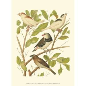  Canaries & Cage Birds II   Poster by Cassell (9.5x13 