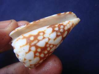 Conus Mozoi 36mm F++  