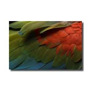  Greenwinged Macaw Giclee Print