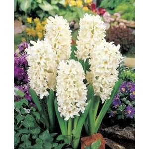  Hyacinth Topwhite white 5_bulbs Patio, Lawn & Garden