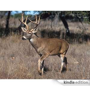 Deer   Animal Kingdom App Book Shop  Kindle Store