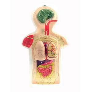 AMEP Inflatable Torso Model with 30 facts about the body and 9 about 
