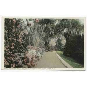   on Ashley, Slope Walk, Charleston S. C 1900 1902