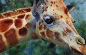 PRINT Giraffe Africa Wildlife Zoo Painting Art  
