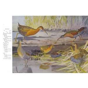   Birds) Phalarope, Gallinule, Coot & Rail, Sora