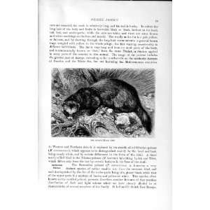   NATURAL HISTORY 1894 POLECAT WEASEL FAMILY WILD ANIMAL