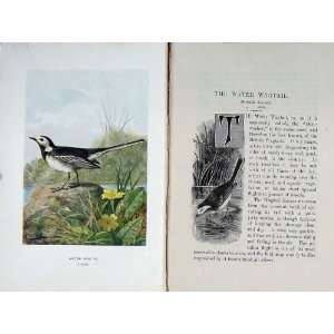  1901 Swaysland Wild Birds Water Wagtail Thorburn