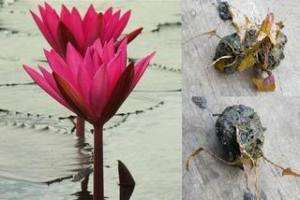 Tubers/Red Water Lily/Nympheae/Lotus Pond Plant  
