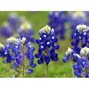  Lupine Texas Bluebonnet Nice Garden Flower 200 Seeds 