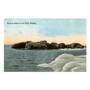  Walrus on Ice Floe Premium Poster Print, 12x8
