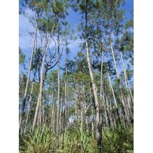 Pines and Dumb Cane Palms, Mountain Pine Ridge, Belize, Cental America 