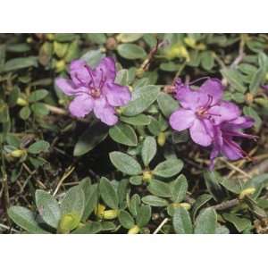  Lapland Ros Flowers on the Alpine Tundra (Rhododendron 