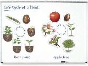   Giant Magnetic Plant Life Cycle by Learning Resources