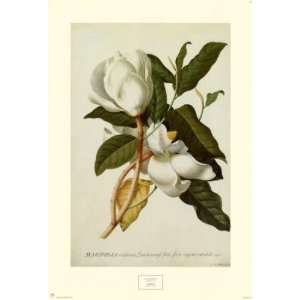  Georg Dionysius Ehret   Magnolia Altissima Canvas