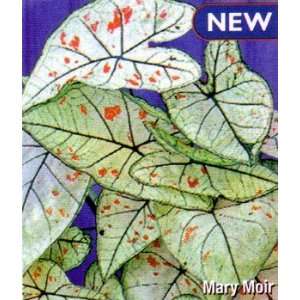  Caladium Mary Moir 3 Bulbs Patio, Lawn & Garden