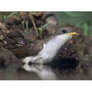  Yellow Billed Cuckoo Drinking (Coccyzus Americanus), North 