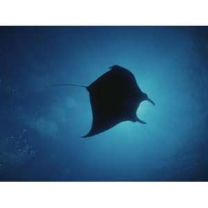  A Manta Ray Silhouetted by Sun Rays Filtered Through Water 