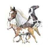 NEW HORSE BREED T SHIRT   Paint Montage   Coloured horses unisex grey 